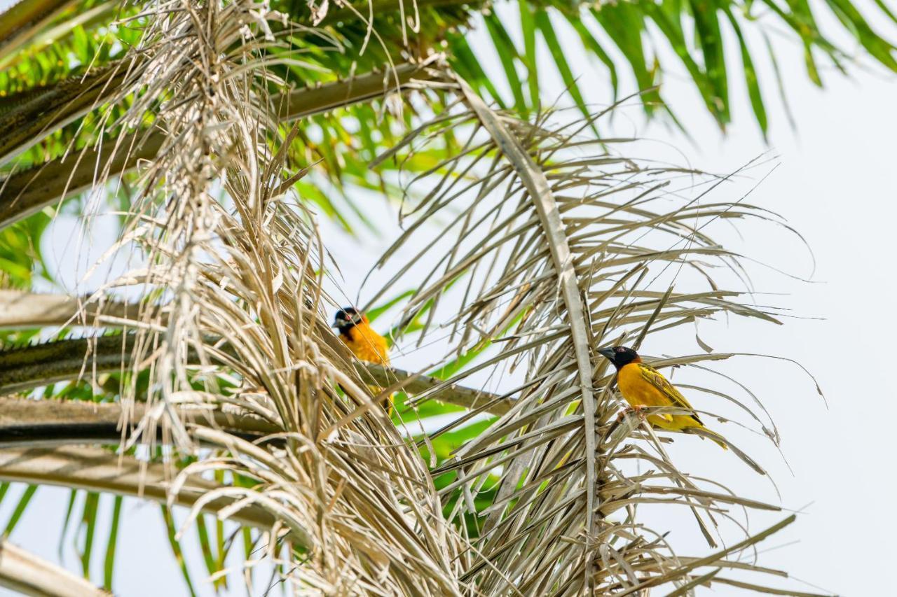 Tamba Kuruba Eco-Lodge Folonko Dış mekan fotoğraf