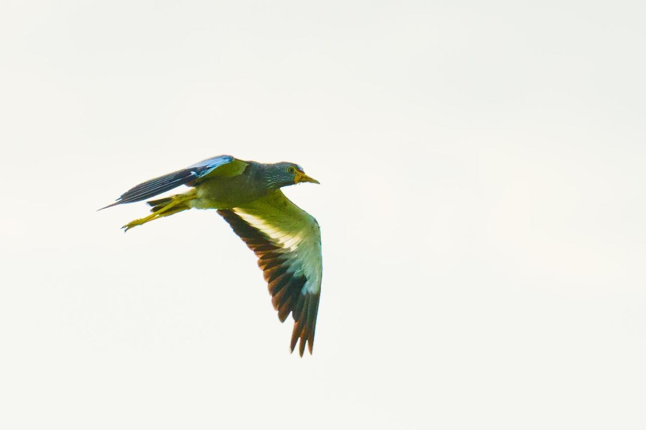 Tamba Kuruba Eco-Lodge Folonko Dış mekan fotoğraf