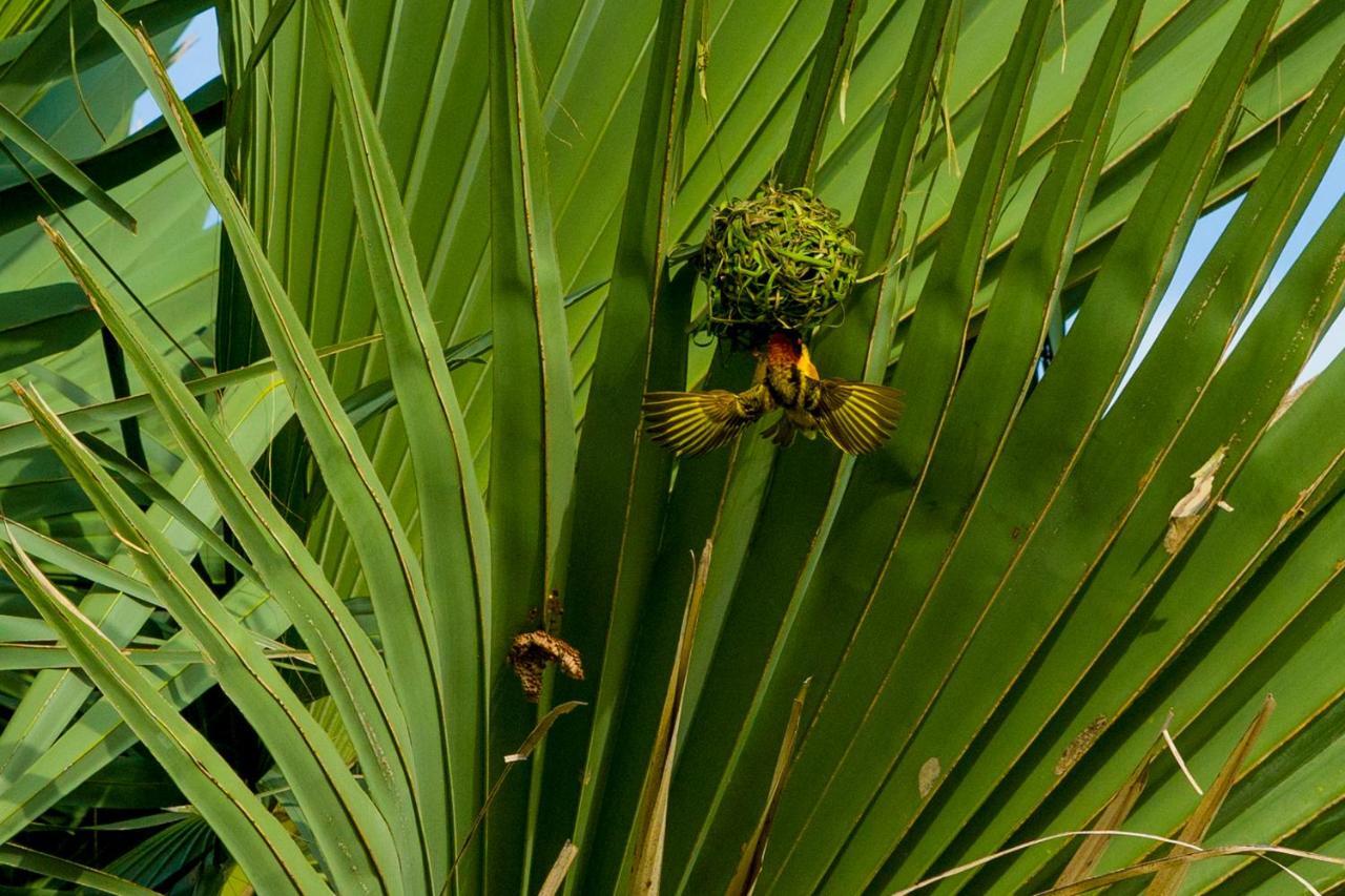 Tamba Kuruba Eco-Lodge Folonko Dış mekan fotoğraf