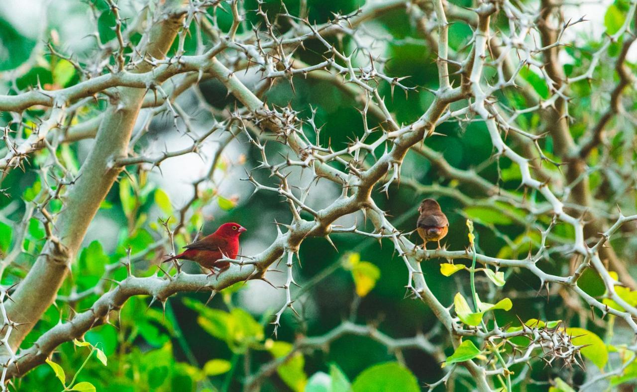 Tamba Kuruba Eco-Lodge Folonko Dış mekan fotoğraf